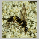 Tenthredo amoena - Blattwespe w05.jpg